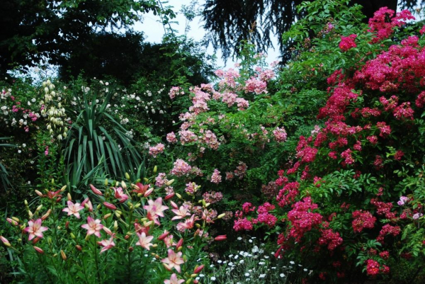 &copy; Les Roses anciennes de la Bonne Maison