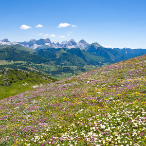 Flore du Haut-Diois © Lionel Pascale / Drôme Tourisme