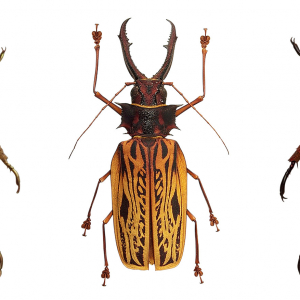 Coléoptères, insectes extraordinaires - Musée des Confluences