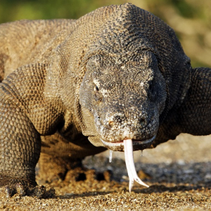 © Touroparc.zoo