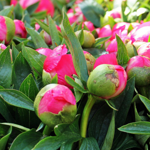 Pivoines © Pixel2013 / Pixabay